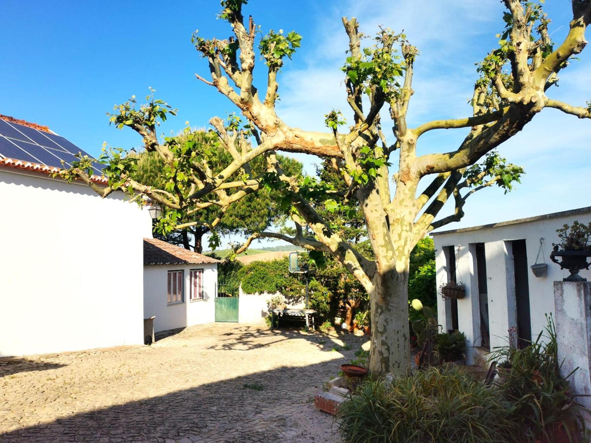 Quinta Santo Antonio Villa Pereiro da Palhacana Eksteriør billede